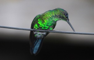 Observação de Aves em Angra dos Reis: Um guia pela natureza e a sua vida selvagem
